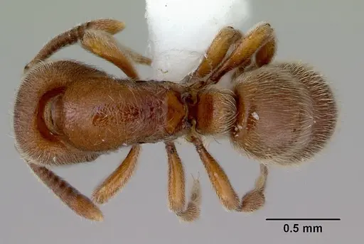 Proceratium robustum specimen CASENT0172128 image casent0172128_1