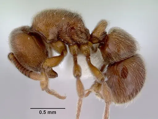 Proceratium robustum specimen CASENT0172128 image casent0172128_3