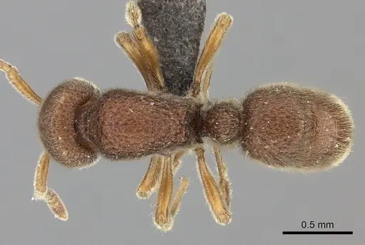 Proceratium sali specimen CASENT0235689 image casent0235689_1