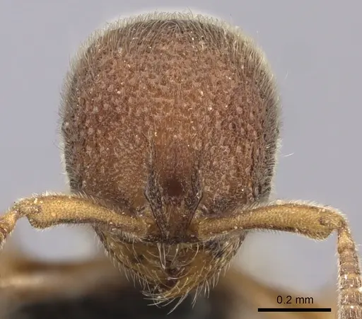 Proceratium sali specimen CASENT0235689 image casent0235689_2