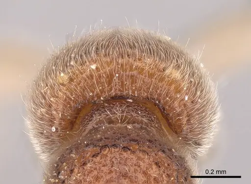 Proceratium sali specimen CASENT0235689 image casent0235689_3