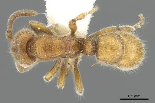 Proceratium siamense specimen CASENT0902416 image casent0902416_1