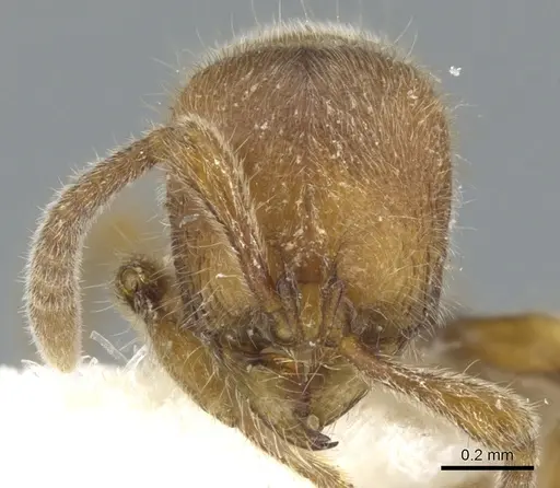 Proceratium siamense specimen CASENT0902416 image casent0902416_2