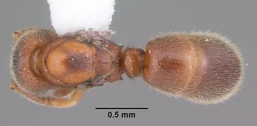 Proceratium silaceum specimen CASENT0103844 image casent0103844_1
