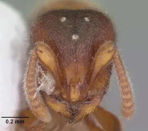 Proceratium silaceum specimen CASENT0103844 image casent0103844_2