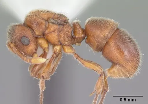 Proceratium silaceum specimen CASENT0103844 image casent0103844_3