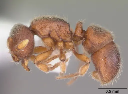 Proceratium silaceum specimen CASENT0104234 image casent0104234_3