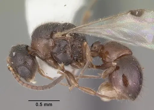 Proceratium silaceum specimen CASENT0104235 image casent0104235_3