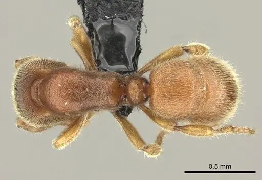 Proceratium silaceum specimen CASENT0235164 image casent0235164_1