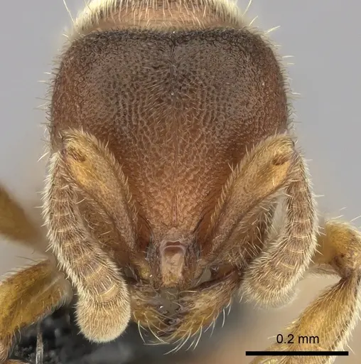Proceratium silaceum specimen CASENT0235164 image casent0235164_2