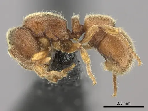Proceratium silaceum specimen CASENT0235164 image casent0235164_3