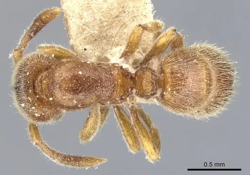 Proceratium silaceum specimen CASENT0903853 image casent0903853_1
