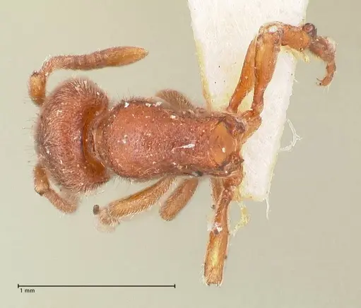Proceratium silaceum specimen FOCOL0928 image focol0928_1