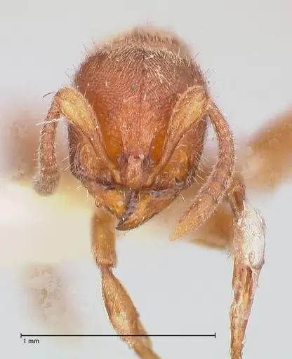 Proceratium silaceum specimen FOCOL0928 image focol0928_2