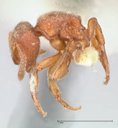 Proceratium silaceum specimen FOCOL0928 image focol0928_3