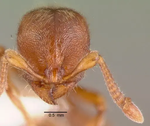 Proceratium silaceum specimen PSW7415-1 image psw7415-1_2