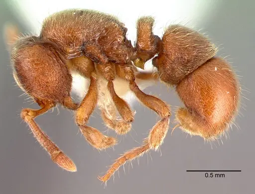 Proceratium silaceum specimen PSW7415-1 image psw7415-1_3