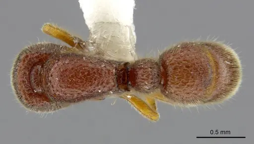 Proceratium sokoke specimen MCZ-ENT00520482 image mcz-ent00520482_1