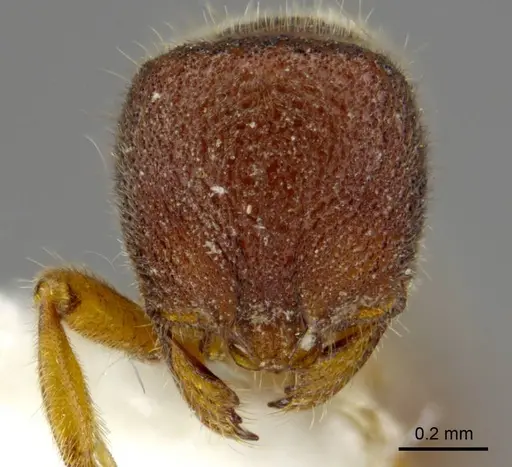 Proceratium sokoke specimen MCZ-ENT00520482 image mcz-ent00520482_2