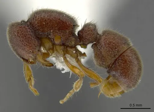 Proceratium sokoke specimen MCZ-ENT00520482 image mcz-ent00520482_3