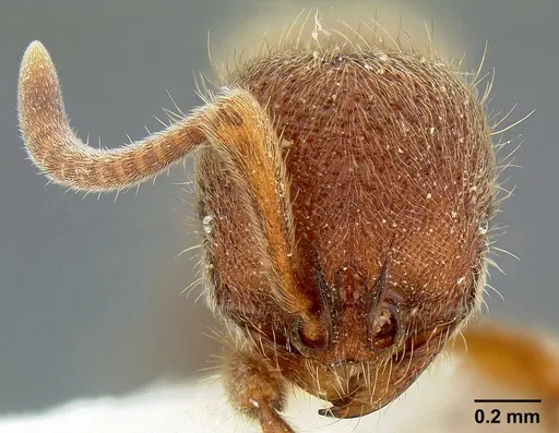 Proceratium stictum specimen CASENT0106095 image casent0106095_2