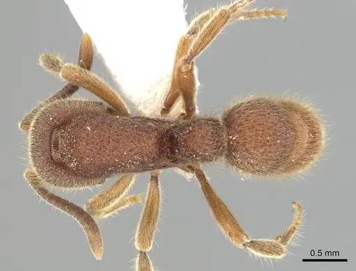 Proceratium stictum specimen CASENT0249263 image casent0249263_1