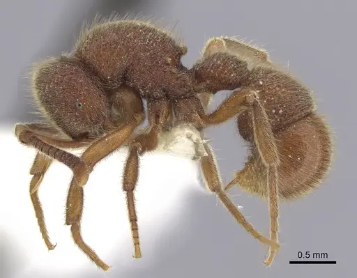 Proceratium stictum specimen CASENT0249263 image casent0249263_3