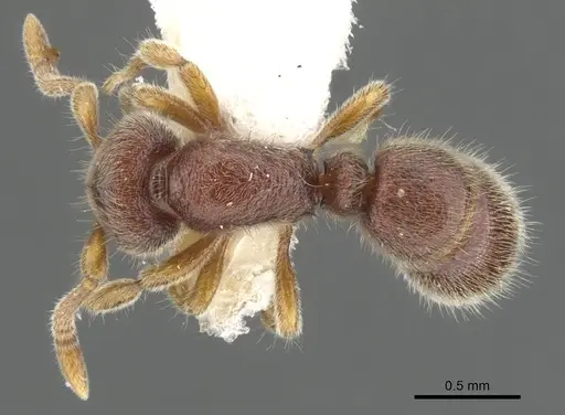 Proceratium sulawense specimen CASENT0902422 image casent0902422_1