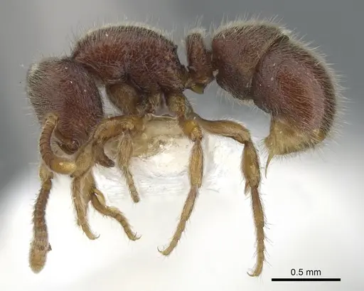 Proceratium sulawense specimen CASENT0902422 image casent0902422_3