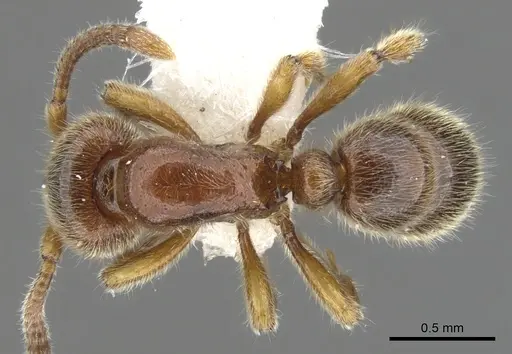 Proceratium terraealtae specimen CASENT0902417 image casent0902417_1