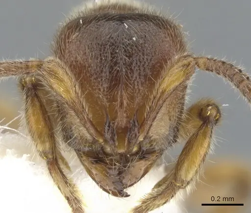 Proceratium terraealtae specimen CASENT0902417 image casent0902417_2