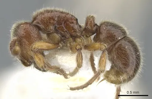 Proceratium terraealtae specimen CASENT0902417 image casent0902417_3