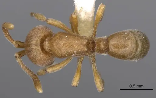 Proceratium terroni specimen CASENT0914223 image casent0914223_1