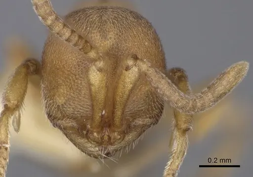 Proceratium terroni specimen CASENT0914223 image casent0914223_2