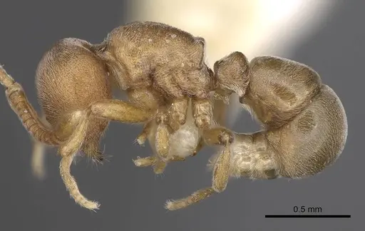 Proceratium terroni specimen CASENT0914223 image casent0914223_3