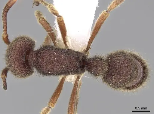Proceratium tio specimen CASENT0281857 image casent0281857_1