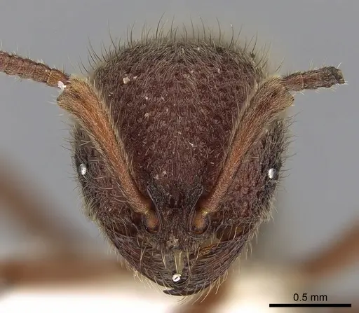Proceratium tio specimen CASENT0281857 image casent0281857_2