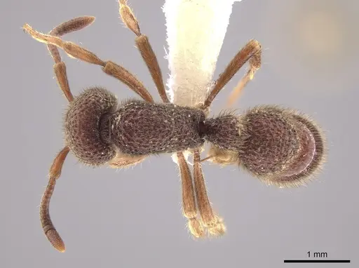 Proceratium tio specimen CASENT0648884 image casent0648884_1