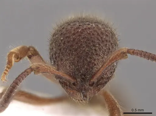 Proceratium tio specimen CASENT0648884 image casent0648884_2