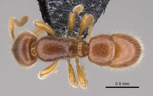 Proceratium vinaka specimen CASENT0187587 image casent0187587_1