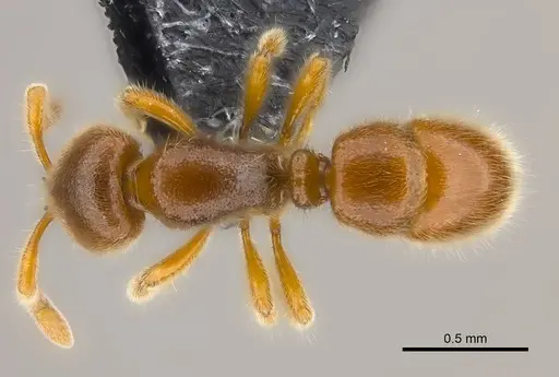 Proceratium vinaka specimen CASENT0187587 image casent0187587_2