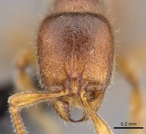 Proceratium vinaka specimen CASENT0187587 image casent0187587_3