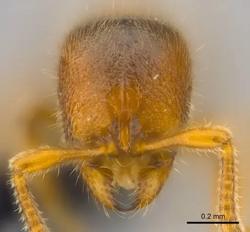 Proceratium vinaka specimen CASENT0187587 image casent0187587_4