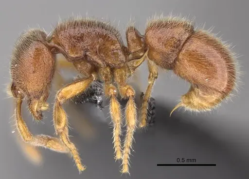 Proceratium vinaka specimen CASENT0187587 image casent0187587_5