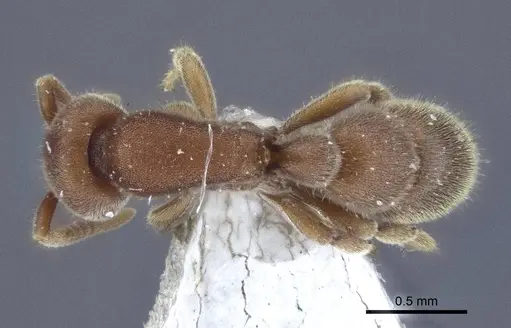Proceratium watasei specimen CASENT0916701 image casent0916701_1