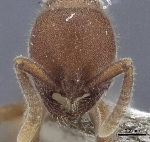 Proceratium watasei specimen CASENT0916701 image casent0916701_2
