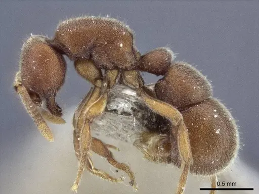 Proceratium watasei specimen CASENT0916701 image casent0916701_3