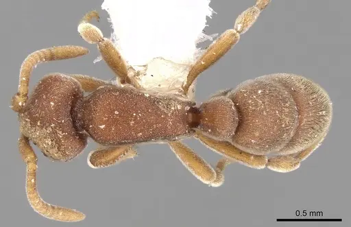 Proceratium williamsi specimen CASENT0281860 image casent0281860_1