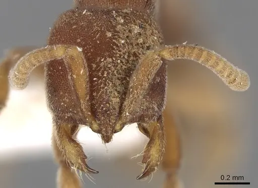 Proceratium williamsi specimen CASENT0281860 image casent0281860_2