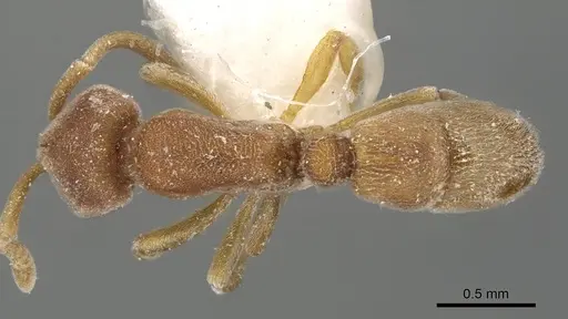 Proceratium williamsi specimen CASENT0915311 image casent0915311_1